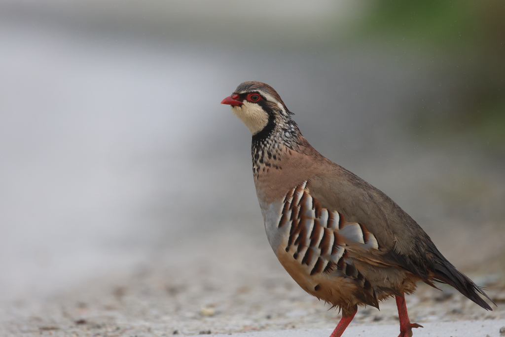 Red-legged Partridge