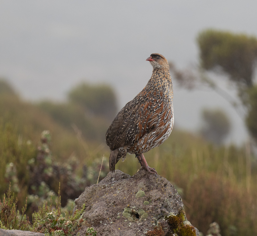 Chestnut-naped Spurfowl
