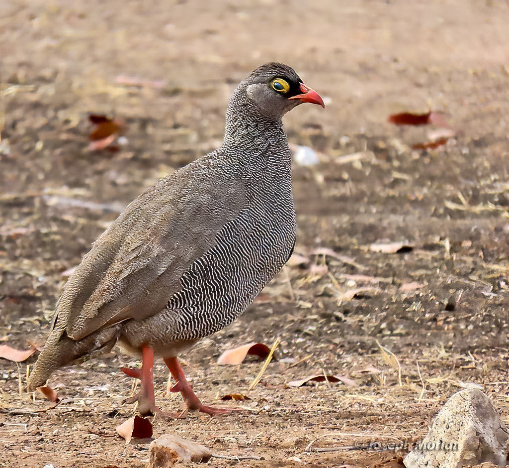 Red-billed Spurfowl