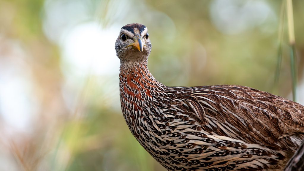 Double-spurred Spurfowl