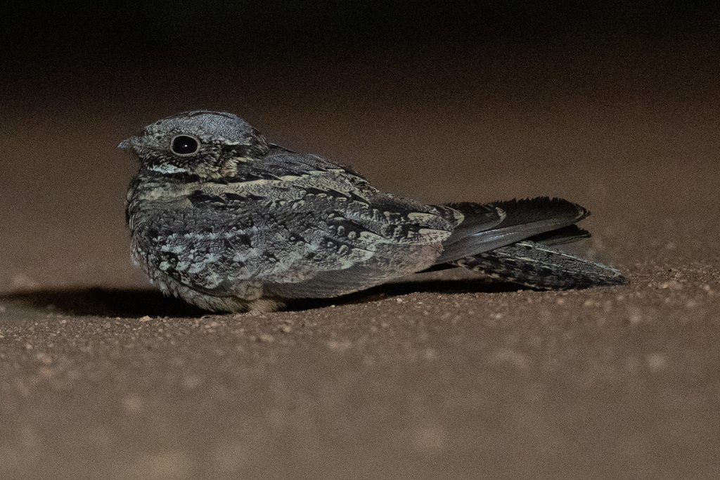 Spotted Nightjar