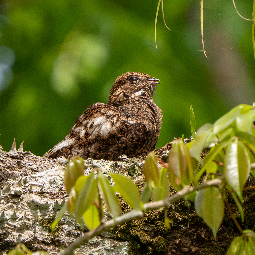Short-tailed Nighthawk
