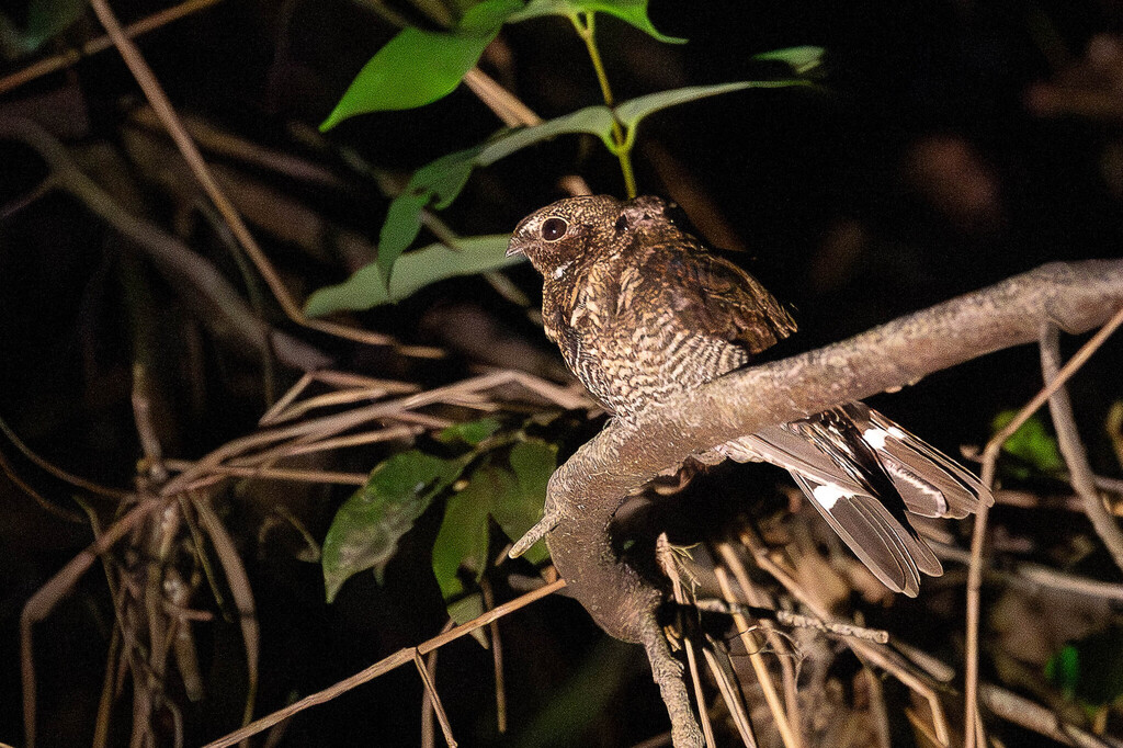 Band-tailed Nighthawk