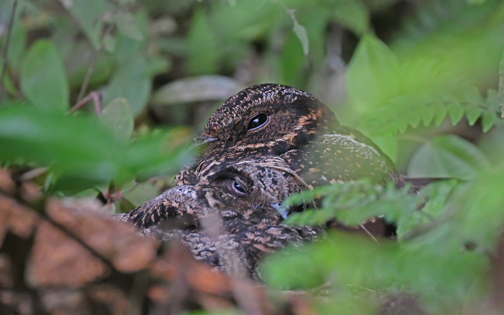Lyre-tailed Nightjar