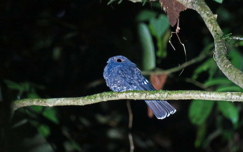 Choco Poorwill