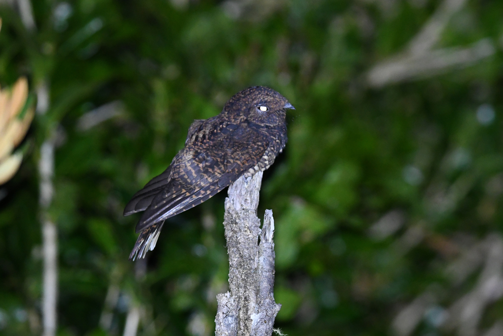 Dusky Nightjar