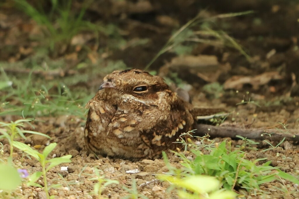 Slender-tailed Nightjar