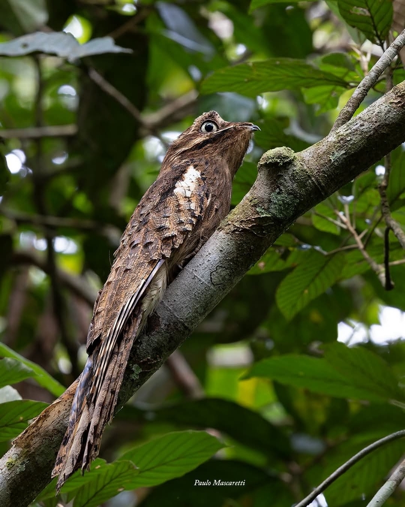 Long-tailed Potoo