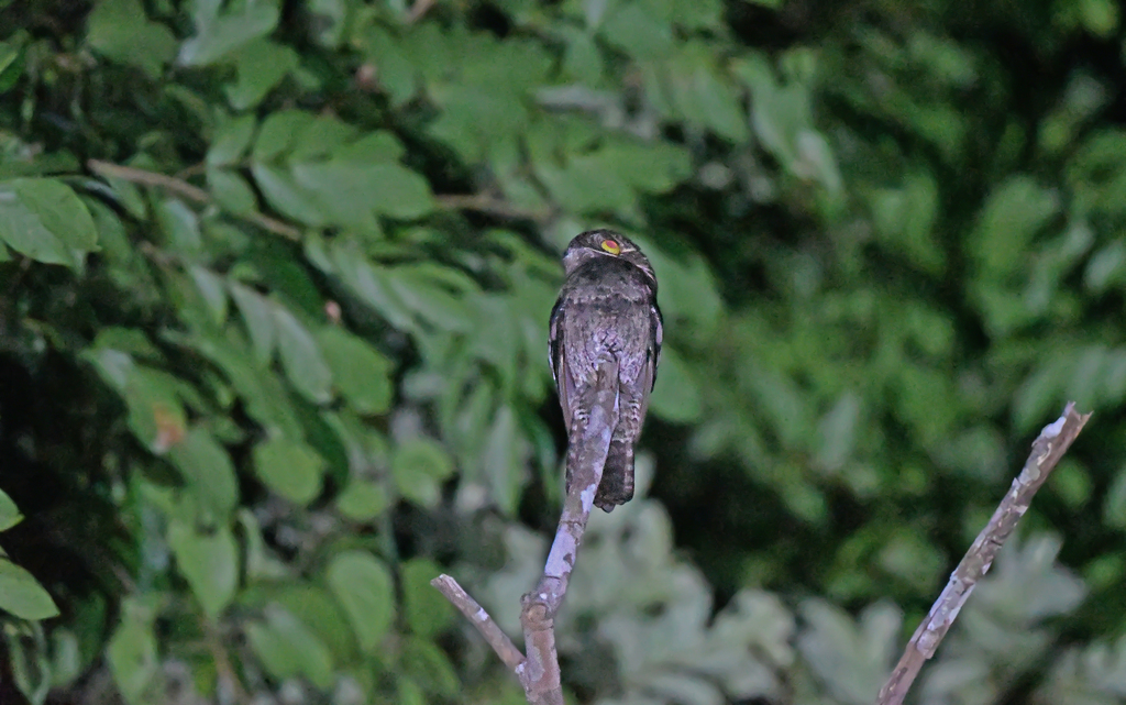 White-winged Potoo