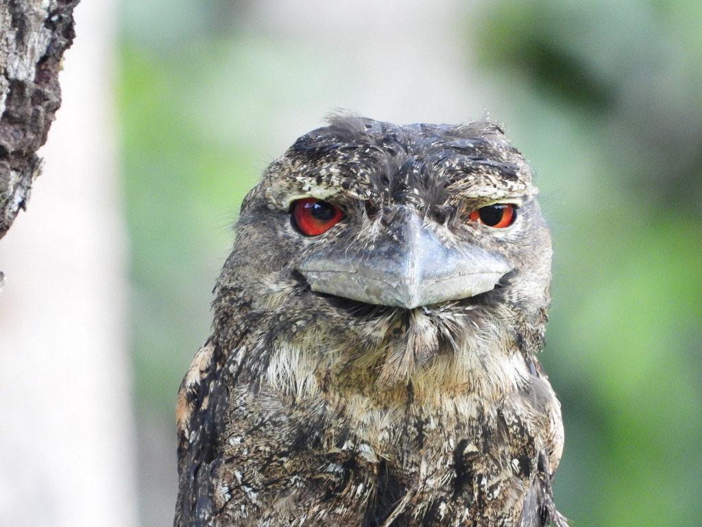 Papuan Frogmouth