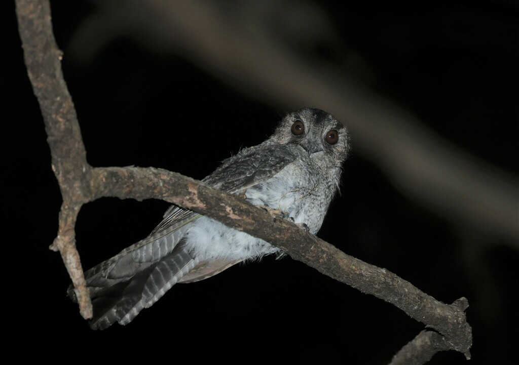 Australian Owlet-nightjar