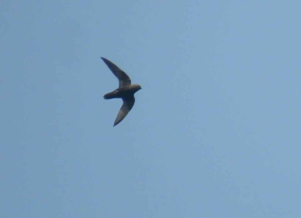 Sooty Swift