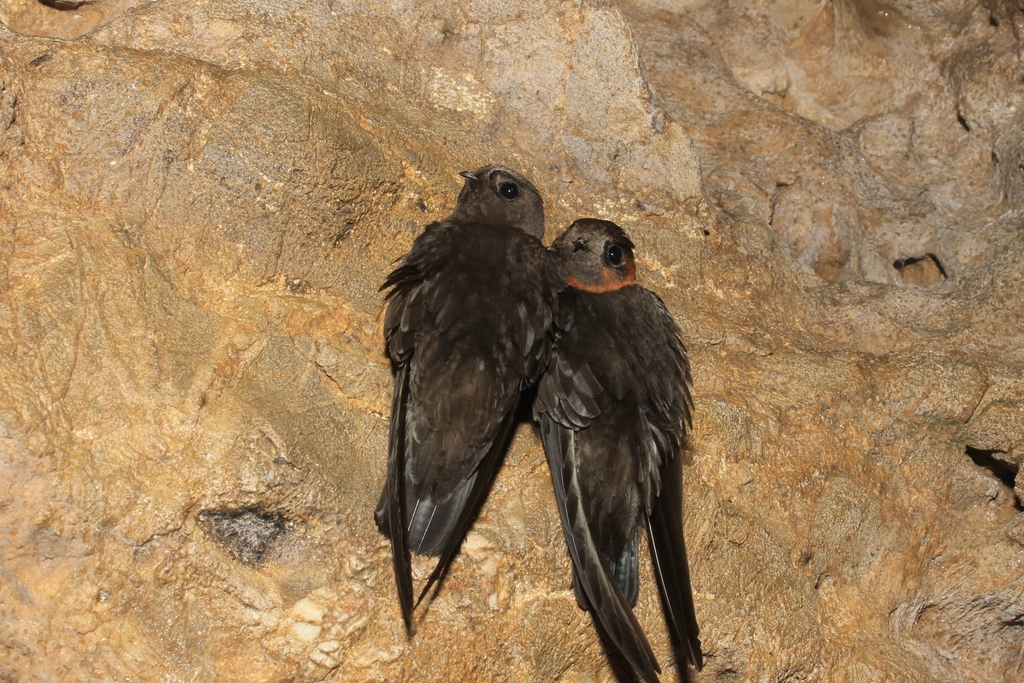 Chestnut-collared Swift