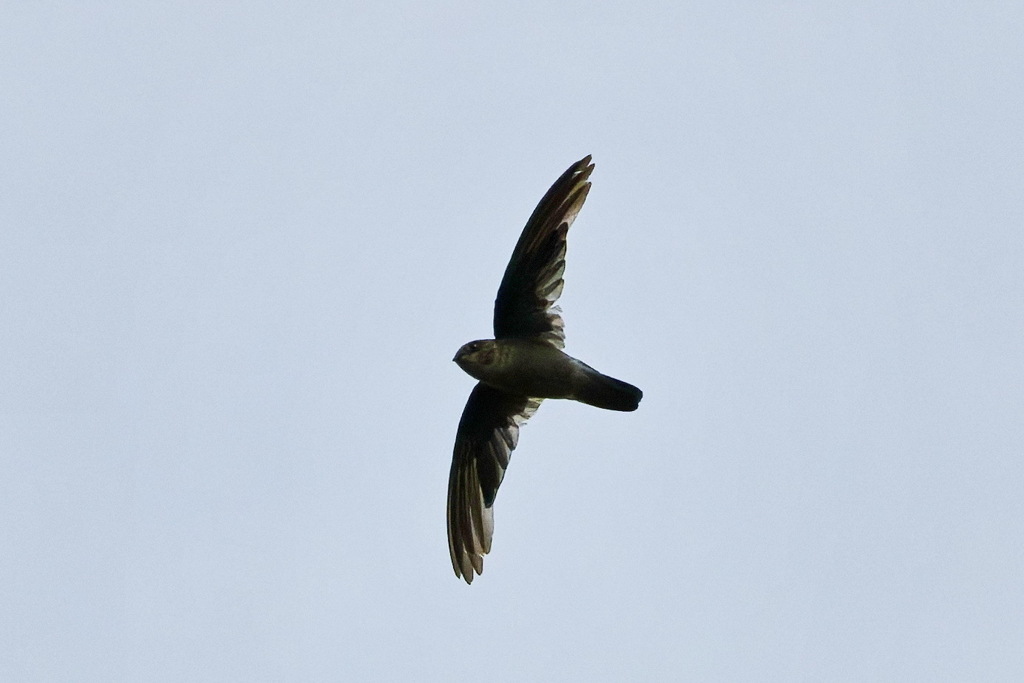 White-rumped Swiftlet