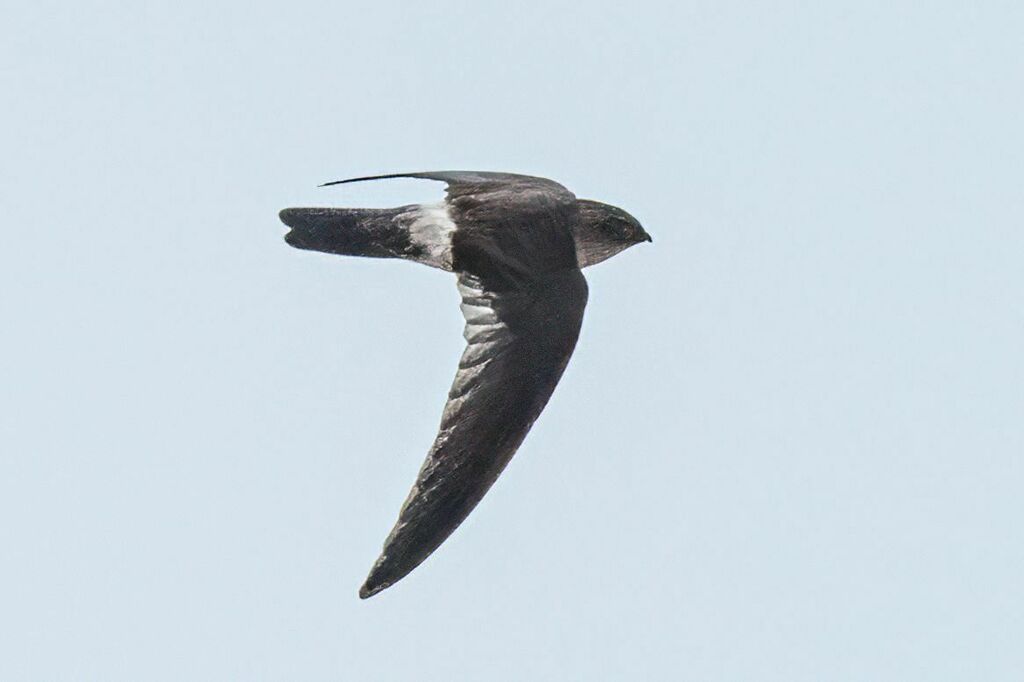 Australian Swiftlet