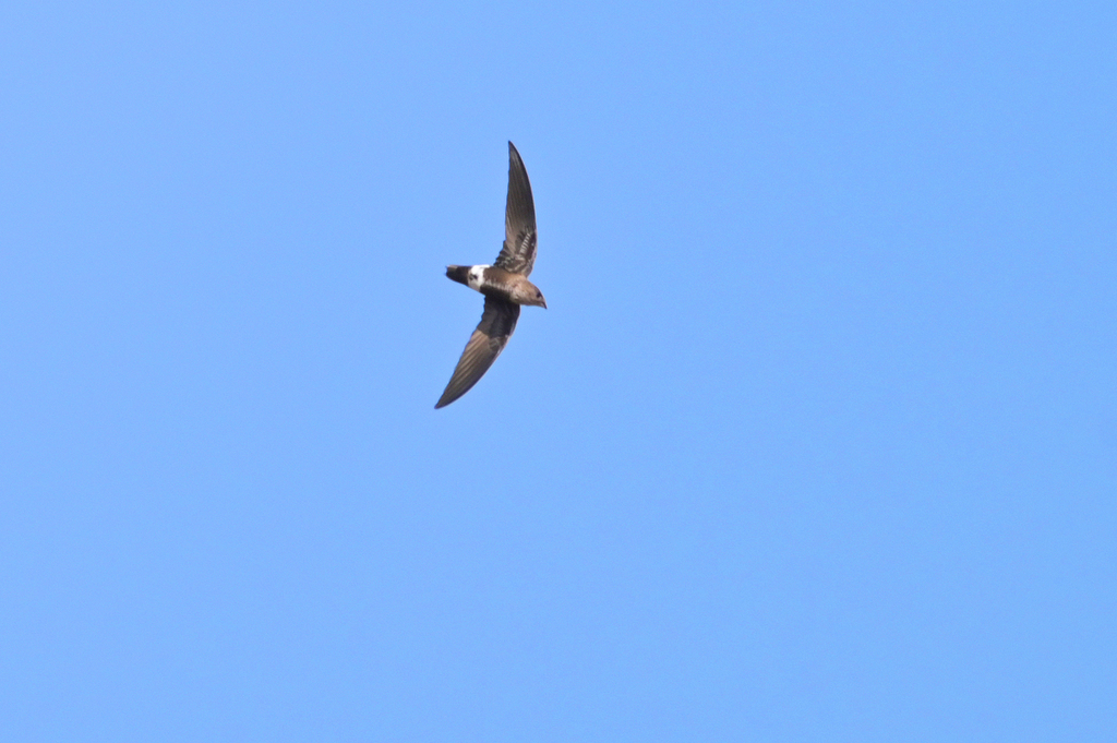 Mottled Spinetail