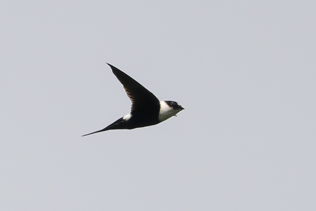Lesser Swallow-tailed Swift