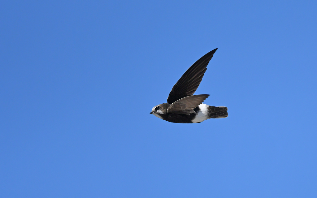 Little Swift
