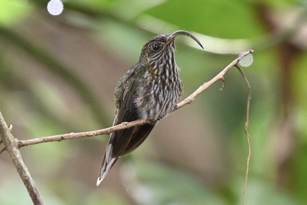White-tipped Sicklebill