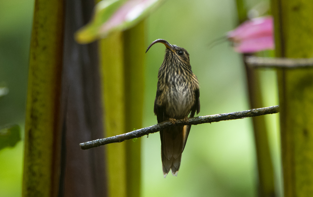 Buff-tailed Sicklebill