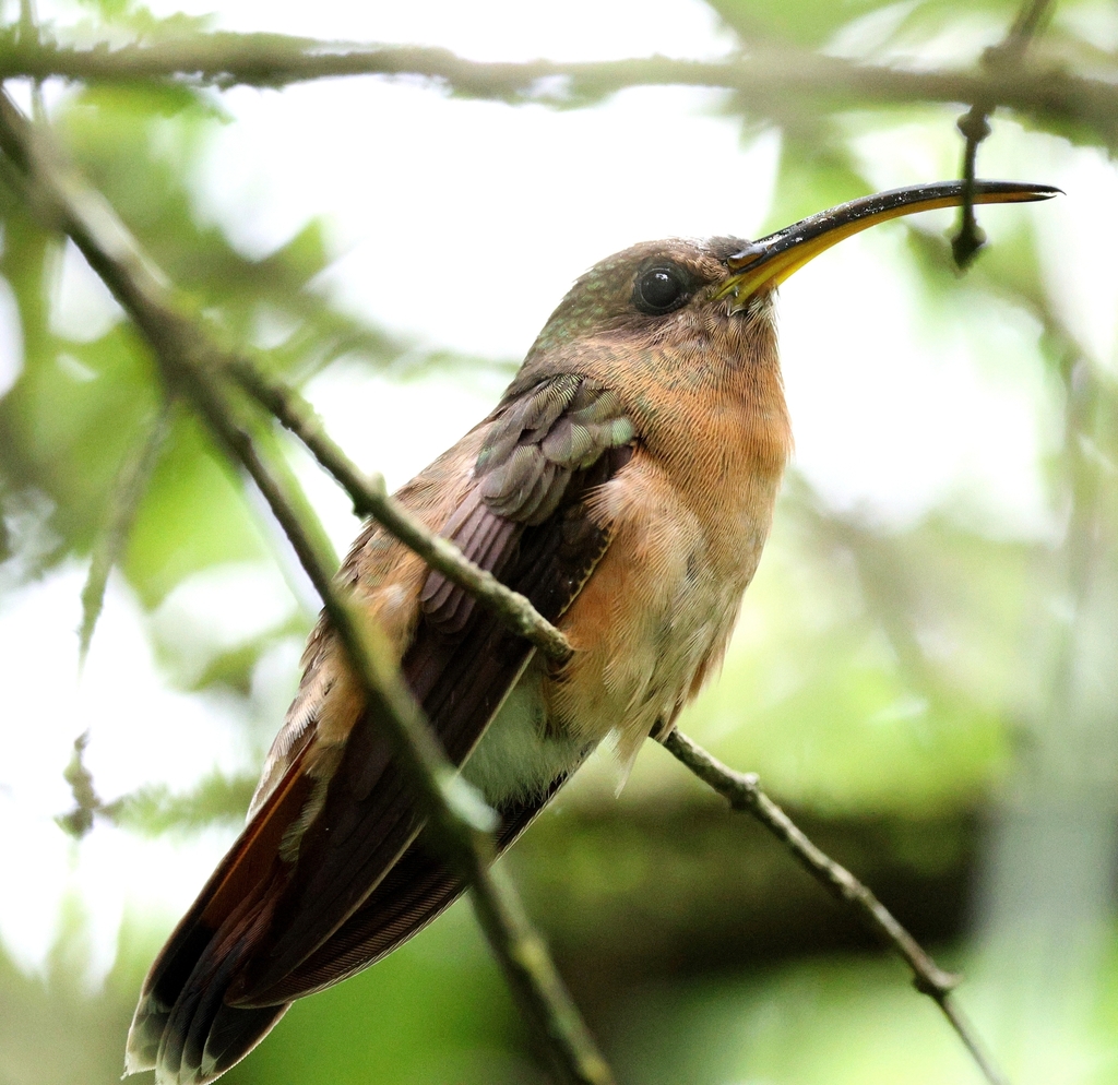 Rufous-breasted Hermit