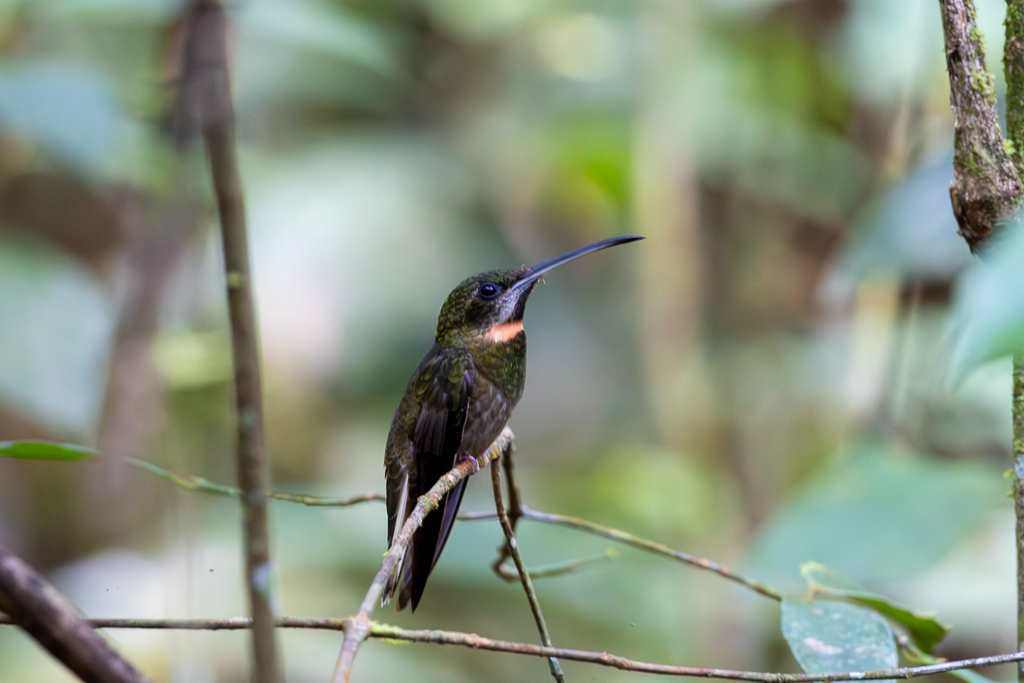 Pale-tailed Barbthroat