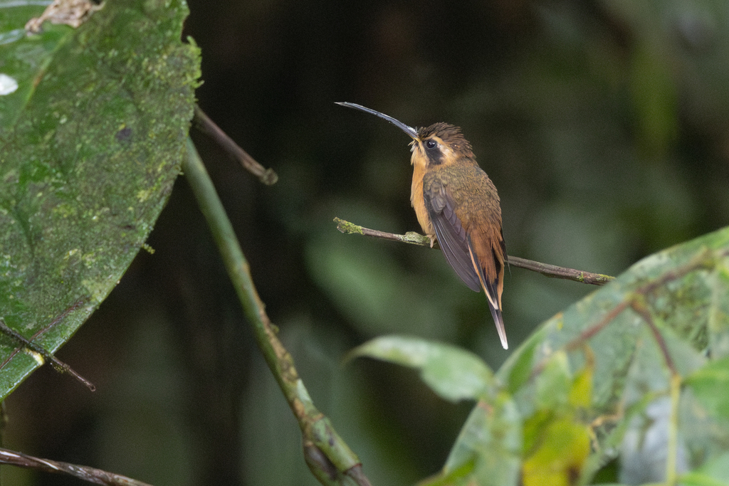 Grey-chinned Hermit