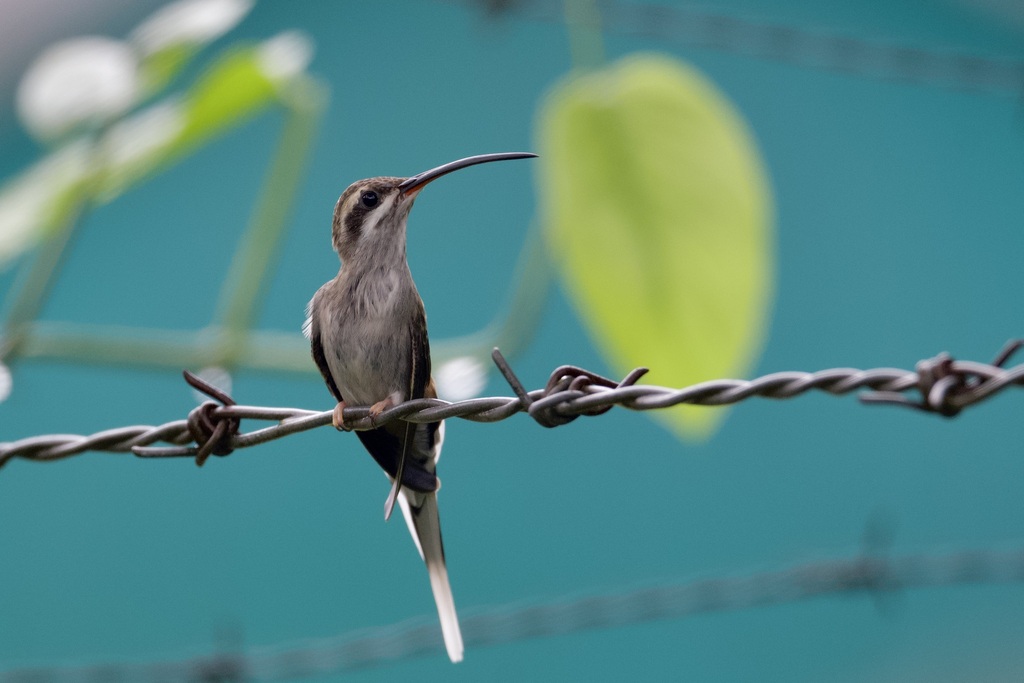 Sooty-capped Hermit