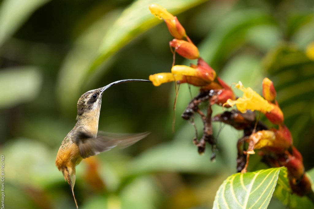 Tawny-bellied Hermit