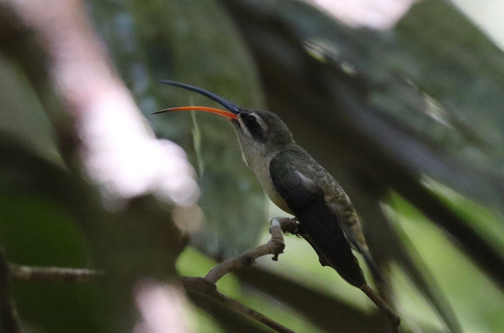 Long-tailed Hermit