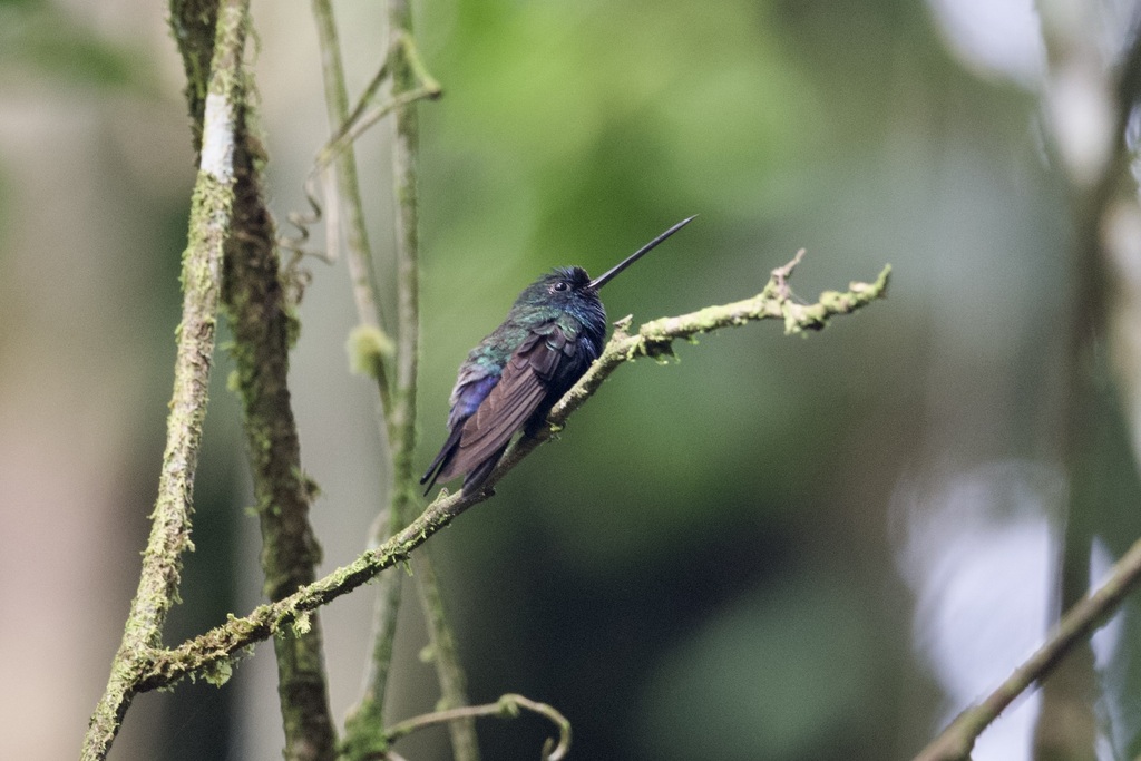 Blue-fronted Lancebill