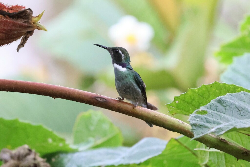 Geoffroy’s Daggerbill