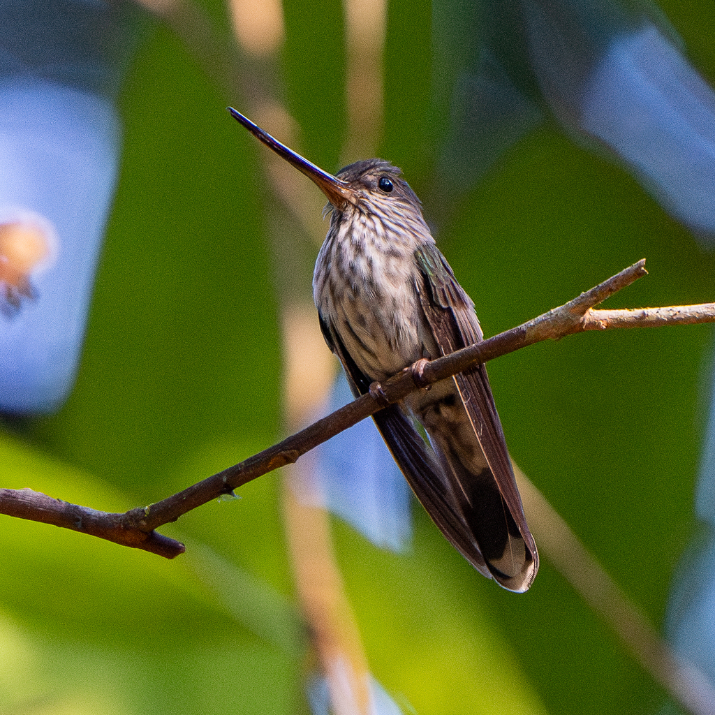 Tooth-billed Hummingbird