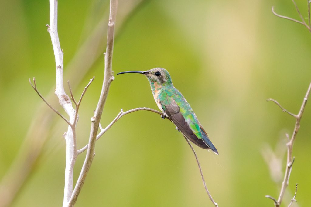 White-tailed Goldenthroat