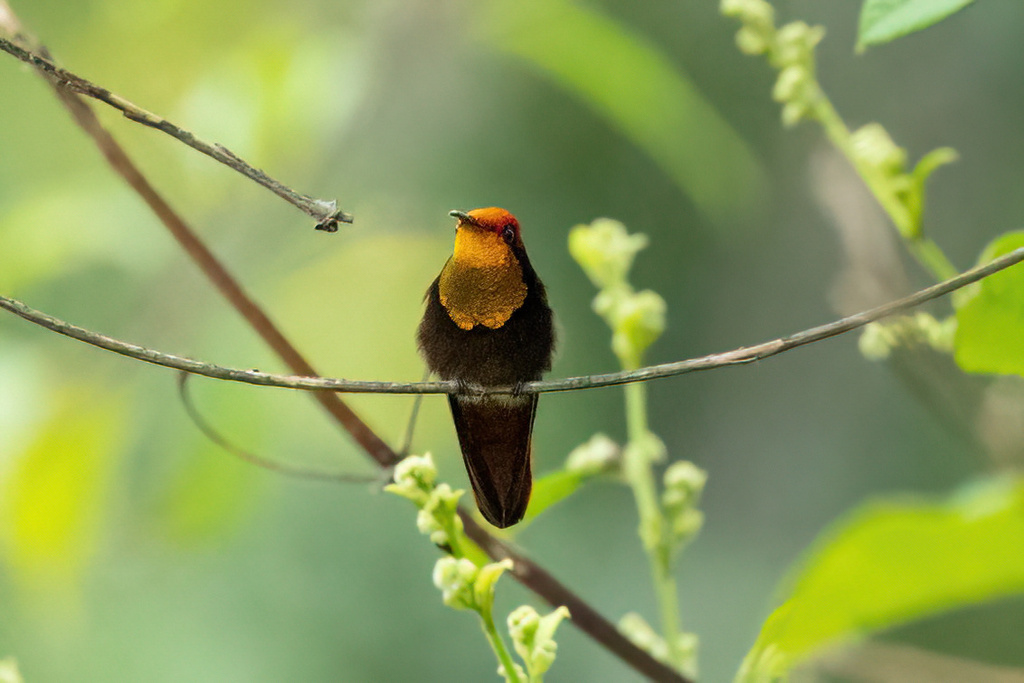 Ruby-topaz Hummingbird