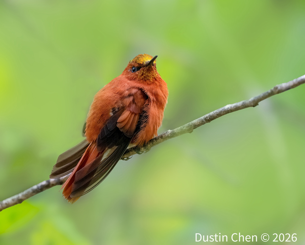 Juan Fernandez Firecrown