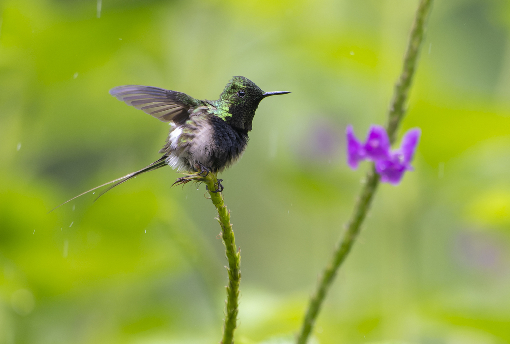 Black-bellied Thorntail