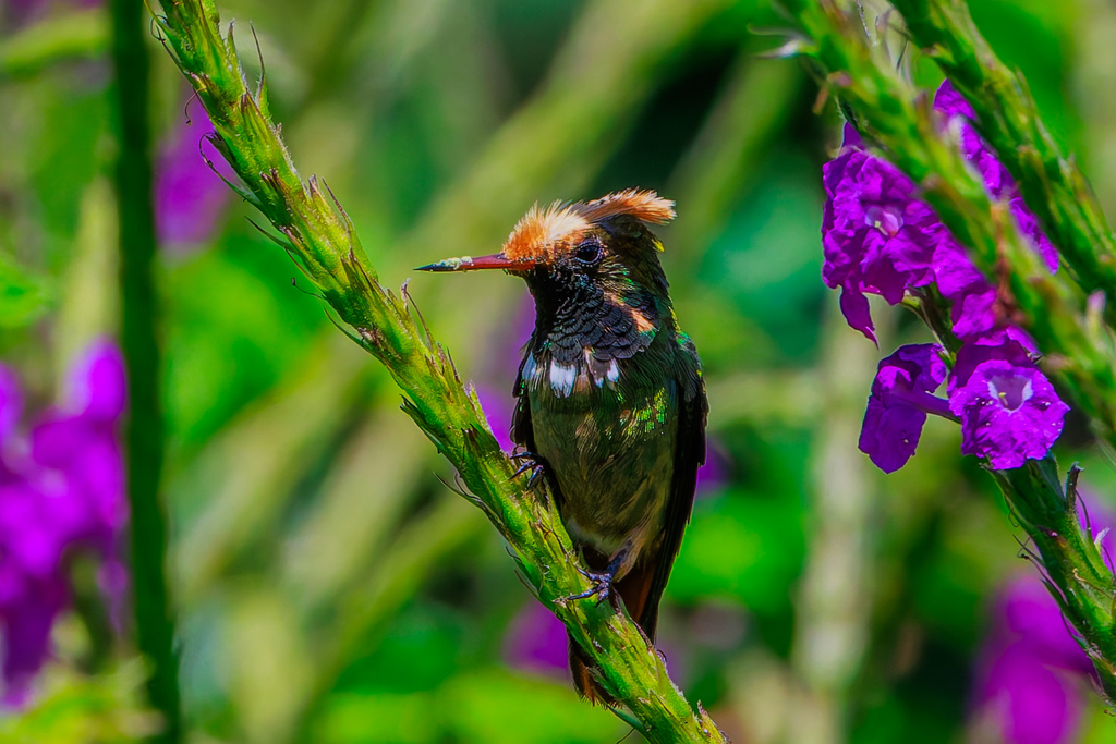 Spangled Coquette