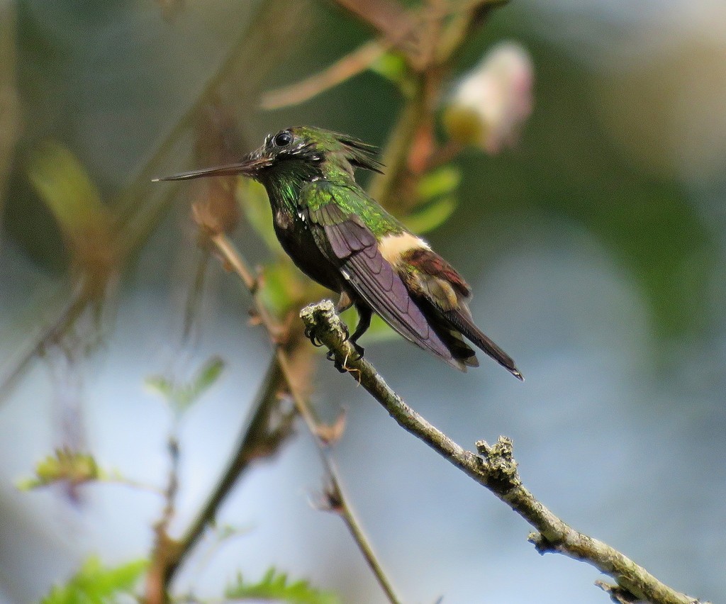 Butterfly Coquette