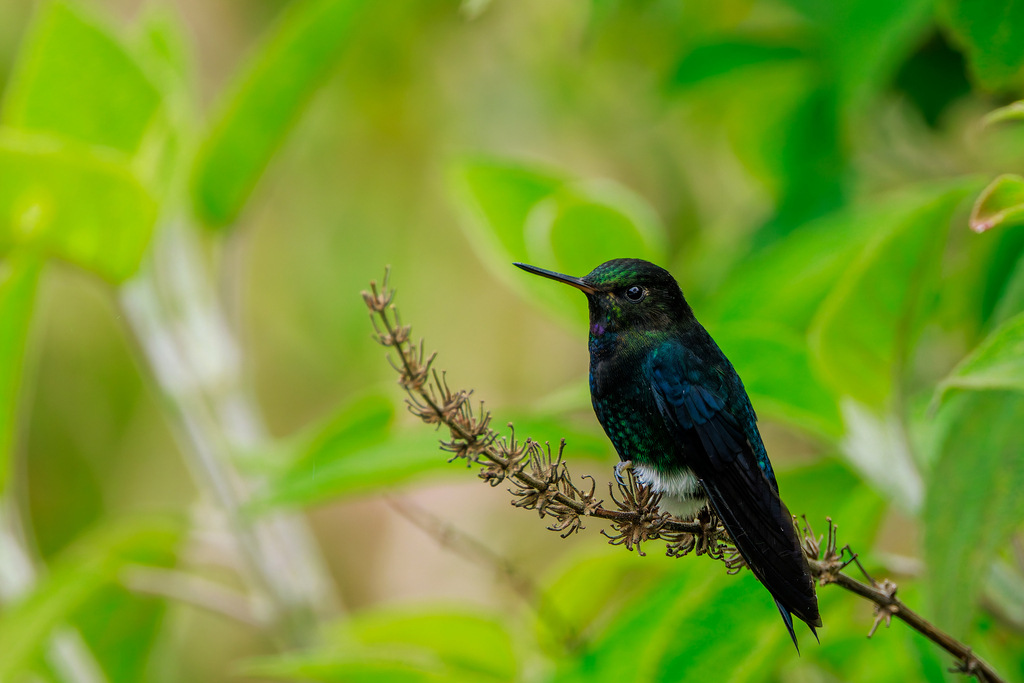 Black-breasted Puffleg