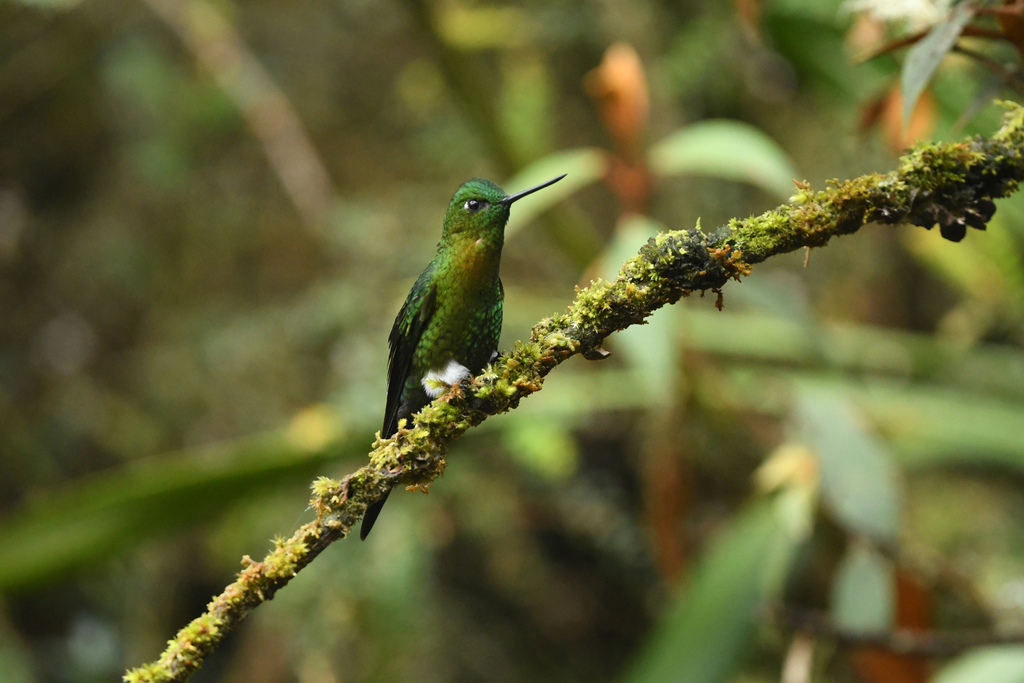 Golden-breasted Puffleg