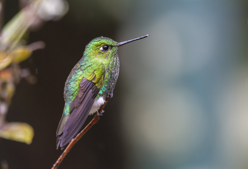 Emerald-bellied Puffleg