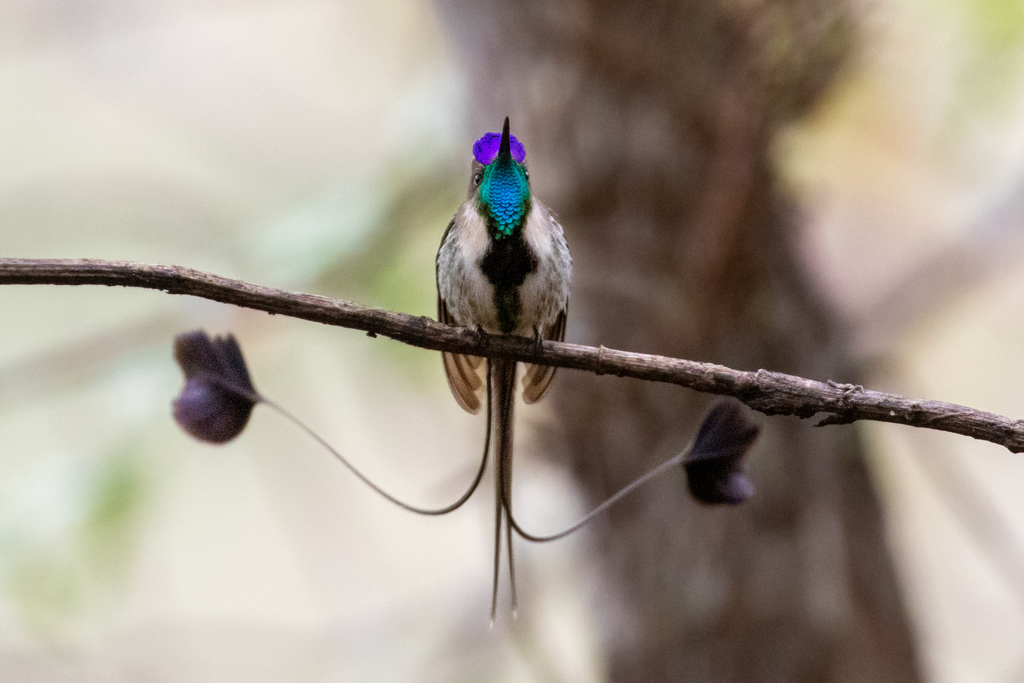 Marvelous Spatuletail