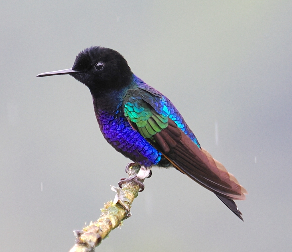 Velvet-purple Coronet