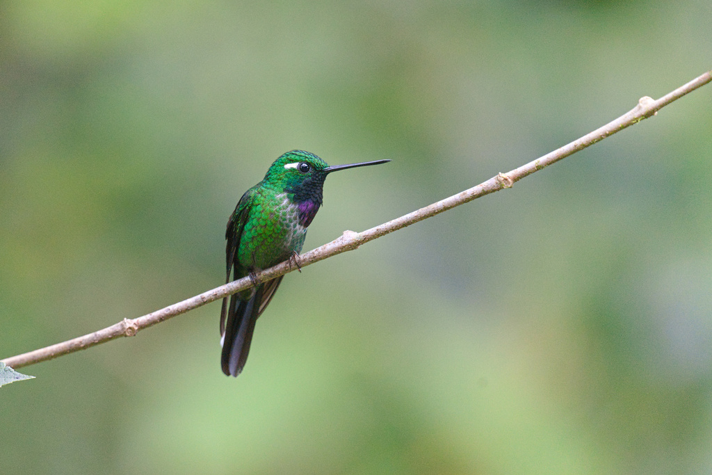 Purple-bibbed Whitetip