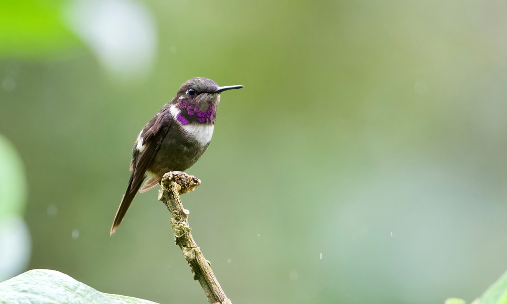 Colibrí de Mitchell