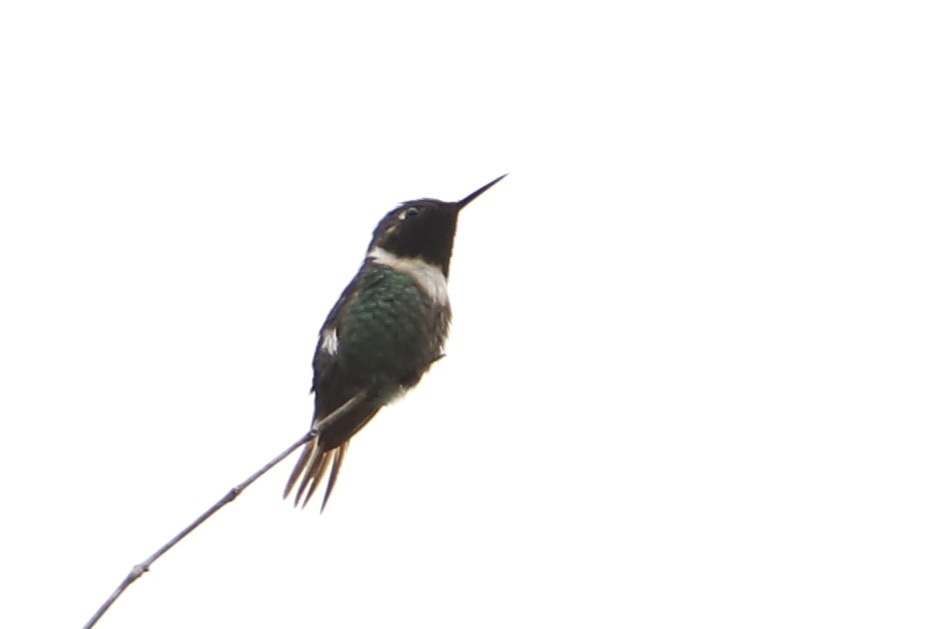 Rufous-shafted Woodstar