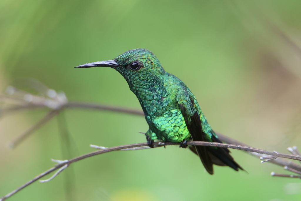 Garden Emerald