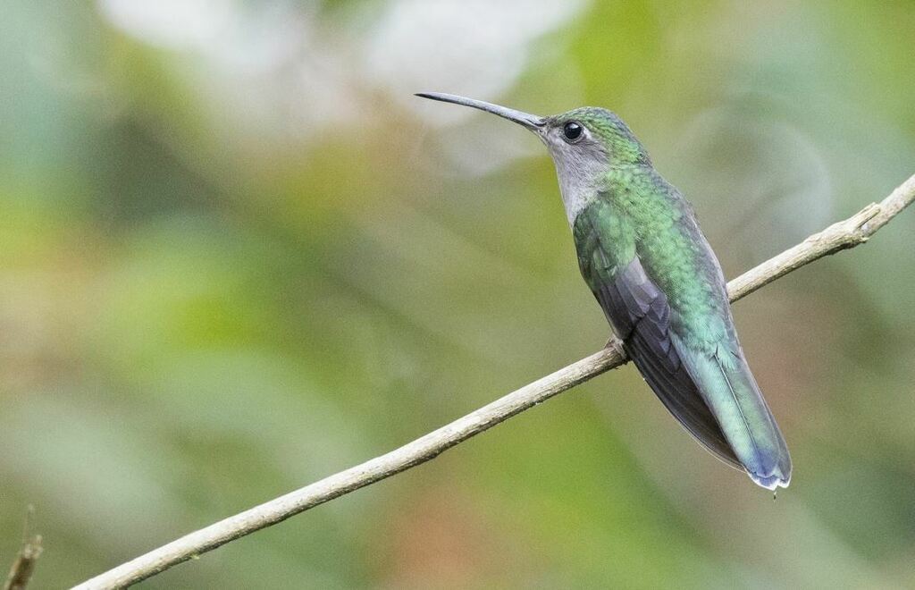 Grey-breasted Sabrewing