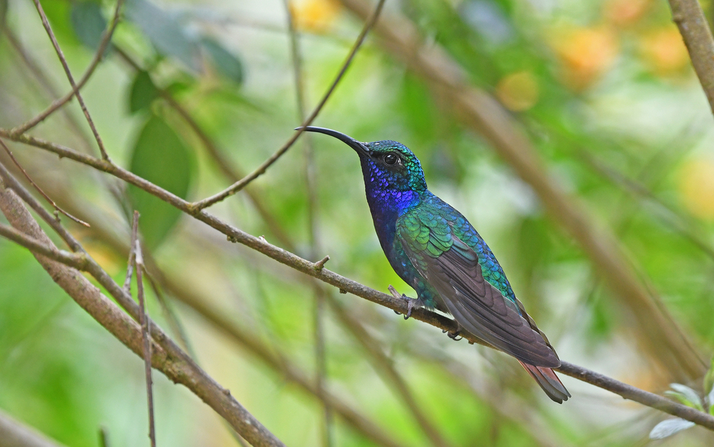 Lazuline Sabrewing